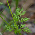 Hairyfruit chervil